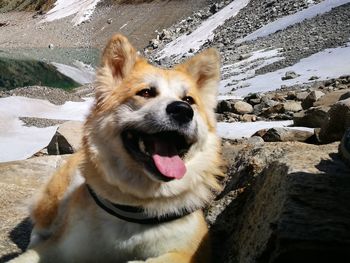 Close-up portrait of dog on snow