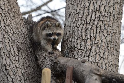 Cat on tree trunk