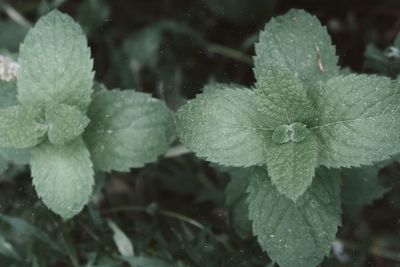 Close-up of raindrops on leaves during rainy season