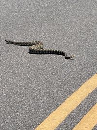 High angle view of lizard on road