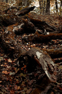 Fallen tree on field in forest