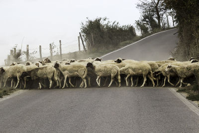 Flock of sheep walking on road