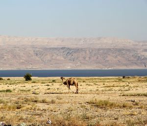 Camel on deserted landscape by lake and mountains