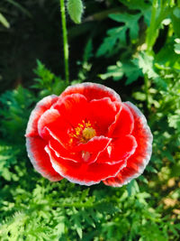 plant