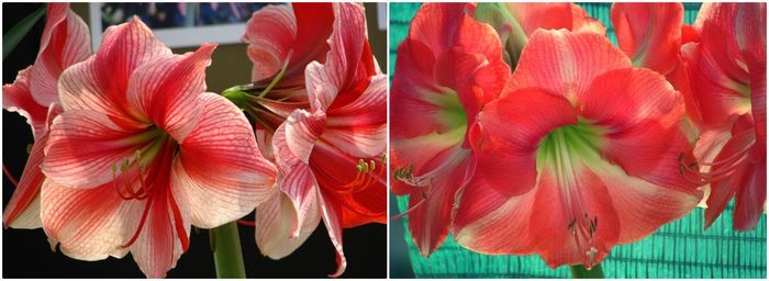 Close-up of red flowering plants