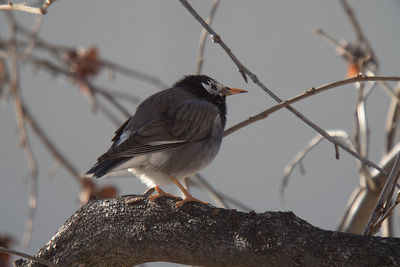 Close-up of bird perching on branch