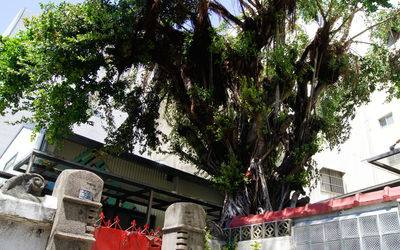 Low angle view of trees