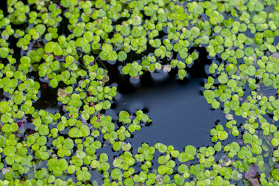 High angle view of lotus leaves floating on lake