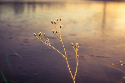 Brightly lit frozen, snow covered plants during the sunrise hour. 