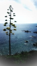 Close-up of tree by sea against sky