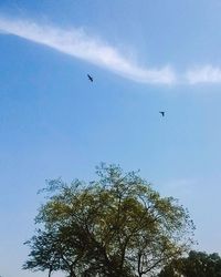 Low angle view of birds flying in sky