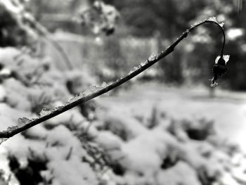 Close-up of snow on plant