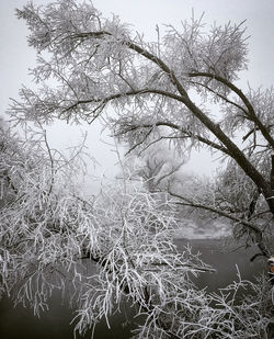 Low angle view of frozen tree against sky