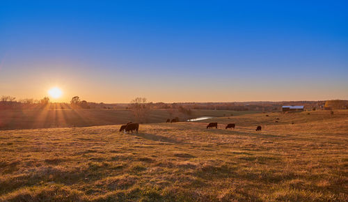 View of a horse grazing in the field