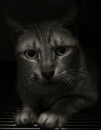 Close-up portrait of cat