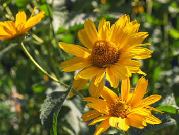 Close-up of sunflower