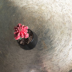 High angle view of berries on metal