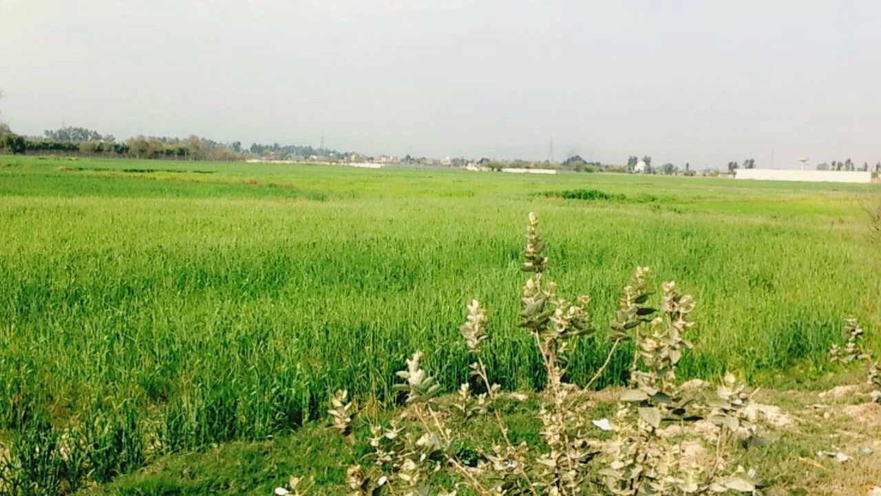 field, agriculture, landscape, nature, farm, crop, growth, rural scene, grass, no people, tranquility, outdoors, scenics, day, beauty in nature, cereal plant, sky