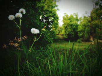 Close-up of flowers blooming on field