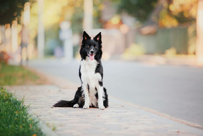 Close-up of dog standing on footpath