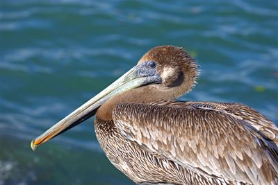 Close-up of a bird