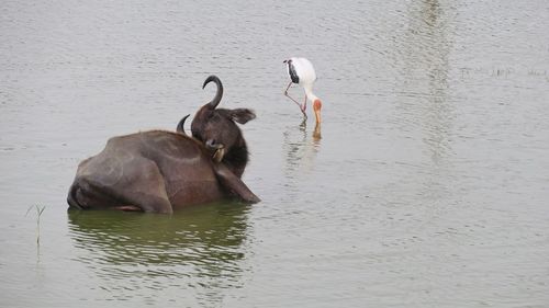 View of birds in lake