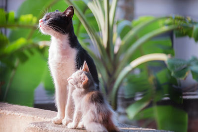 Close-up of cats sitting on retaining wall