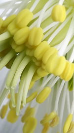 Close-up of bananas