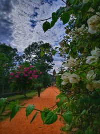 Close-up of plants against sky