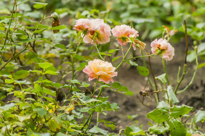 Close-up of flowering plants