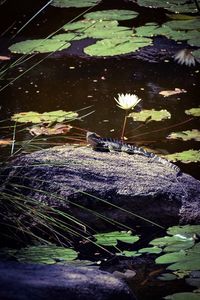 Leaf floating on water