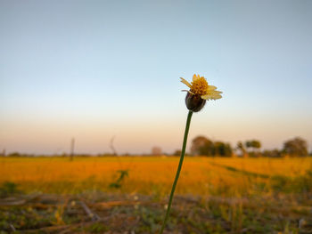 Yellow flower on field against sky