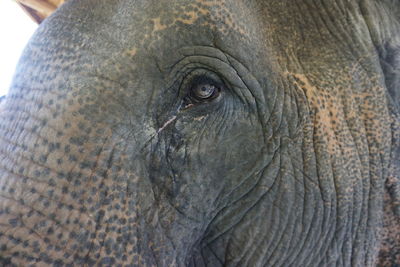 Close-up of elephant