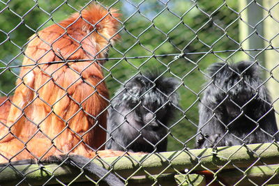 Bird seen through chainlink fence in cage