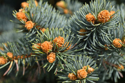 Close-up of plant