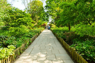 Footpath amidst trees