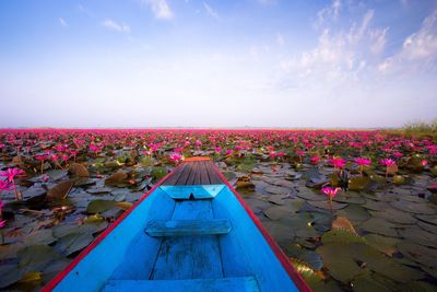 Boat on river with lotus flower and leaves