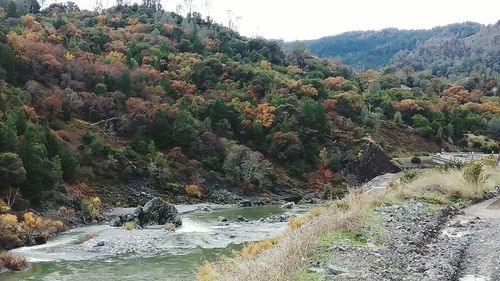 Scenic view of river in forest against sky