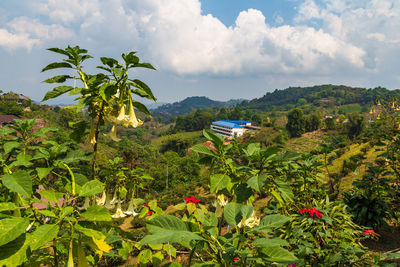 Scenic view of flowering plants and trees against sky