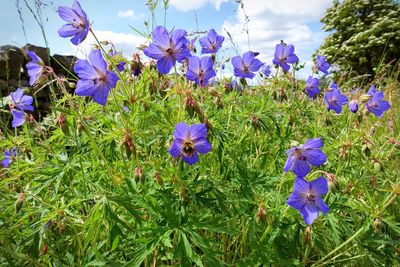 Close-up of purple flowers blooming in field