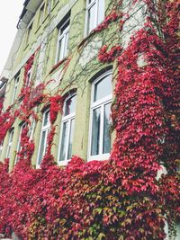 Low angle view of flowers growing in park
