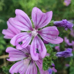 flowering plant