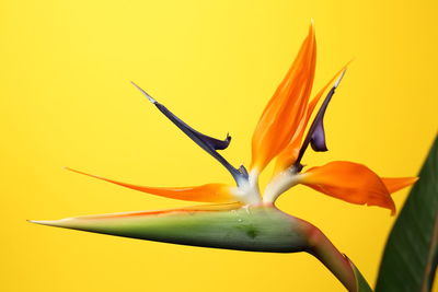 Close-up of yellow flowering plant