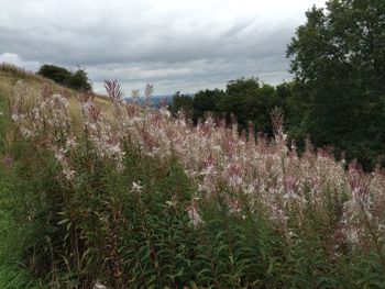 Scenic view of landscape against cloudy sky