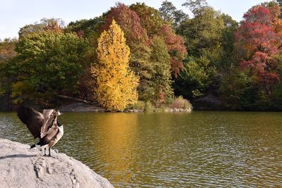 Bird by lake against trees during autumn