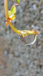 Close-up of flower blooming outdoors