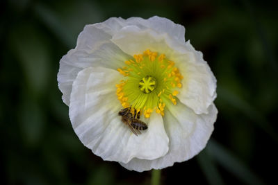 Close-up of bee pollinating on flower