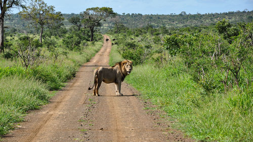 Horse walking on dirt road