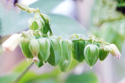 Close up photography of plant