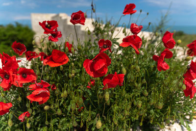 Close-up of red poppy flowers in field